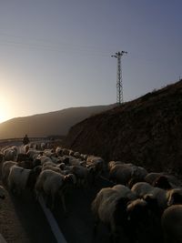 Flock of sheep on mountain against clear sky