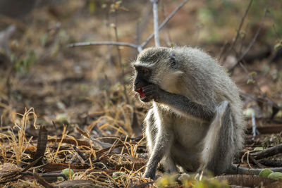 Monkey in forest