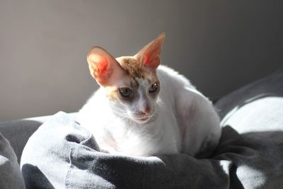 Close-up of cat relaxing on bed at home