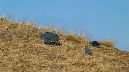 View of an animal on field