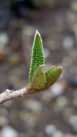 Close-up of leaves