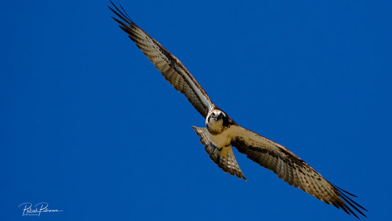 LOW ANGLE VIEW OF EAGLE FLYING