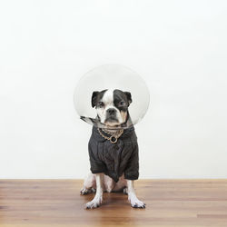 Portrait of boston terrier in protective collar sitting on wooden table against white wall
