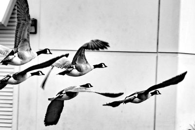 Close-up of birds flying over flower