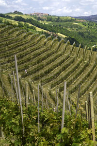 View of vineyard against cloudy sky