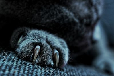 Close-up of cat sleeping