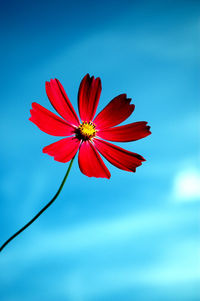 Low angle view of red cosmos blooming against sky