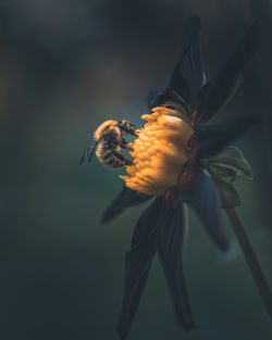 Close-up of bee pollinating on flower