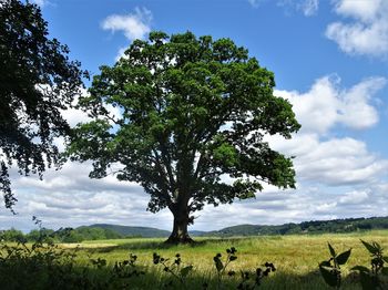 View of tree on field against sky