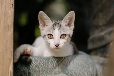 Close-up portrait of cat