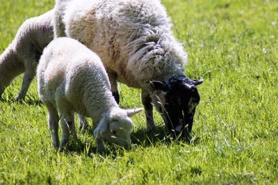 Sheep in a field