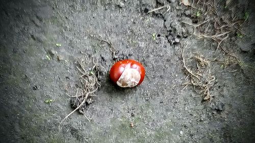 Close-up of red object