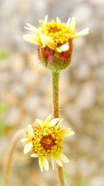 Close-up of yellow flower blooming outdoors