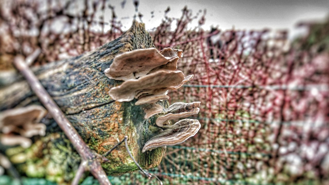 focus on foreground, close-up, natural pattern, dry, nature, selective focus, textured, tree, outdoors, brown, day, no people, branch, wildlife, tranquility, rock - object, beauty in nature, animal themes, animals in the wild, rough