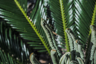 Close-up of pine cones on tree