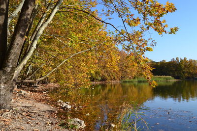 Trees by lake in forest during autumn