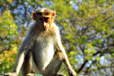 Monkey on tree trunk