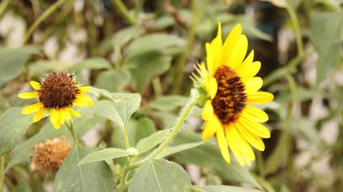 Close-up of yellow flower