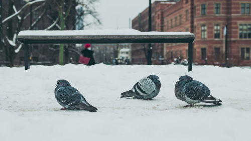 Close-up of bird perching on snow