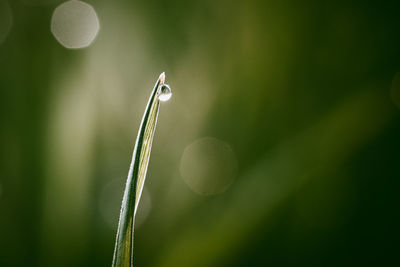 Water drops on grass, early morning