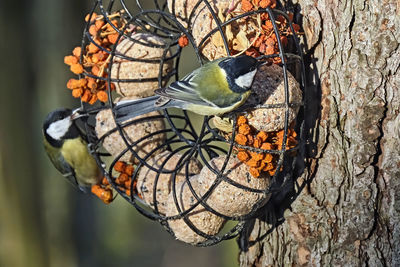 Close-up of bird perching on tree trunk