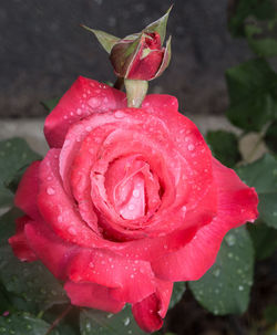 Close-up of pink rose