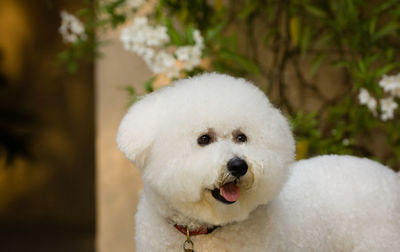 Close-up of white dog standing outdoors