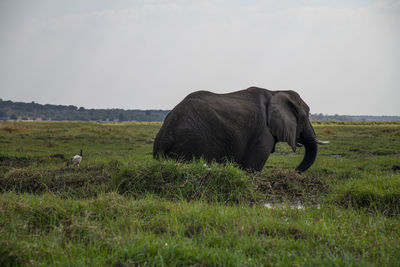 Elephants in a field