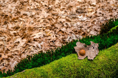 Dried oak leaves and moss in the forest