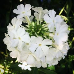 Close-up of white flowers blooming outdoors