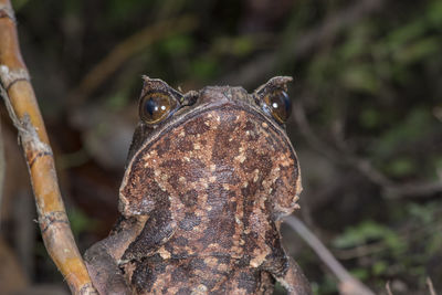 Close-up of frog on tree