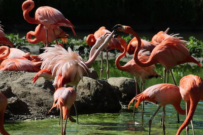 View of flamingos in lake