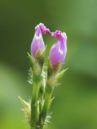 Close-up of flower growing outdoors