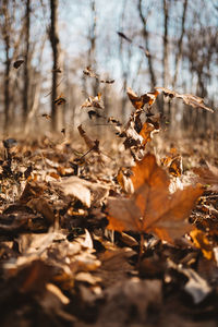 Close-up of dry leaves on field in forest