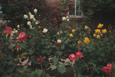 Close-up of flowers blooming outdoors