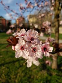 Close-up of cherry blossom