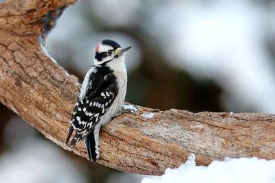 Close-up of bird perching on tree