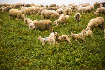 Sheep grazing in a field