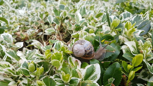 Close-up of snail on plants