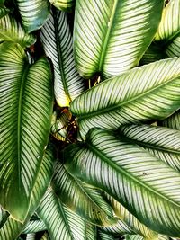 Close-up of palm leaves