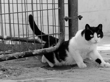 Close-up of cat sitting outdoors