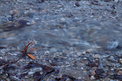 High angle view of crab on shore