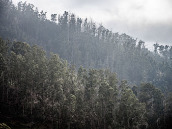 Scenic view of forest against sky