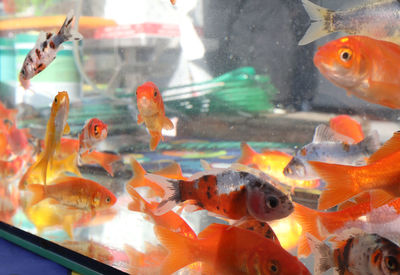 Numerous goldfish swim in the aquarium of the pet shop