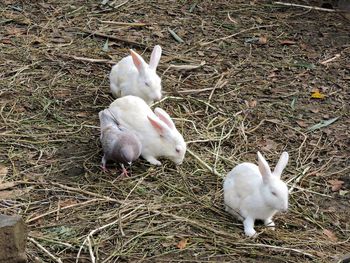 High angle view of sheep on field