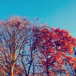 Low angle view of trees against blue sky