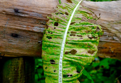 Close-up of leaves on wooden plank