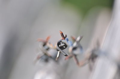 Close-up of insect on plant