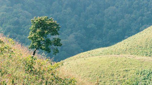 Scenic view of forest