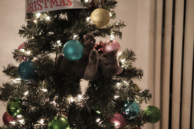 Small gray kitten in a christmas tree